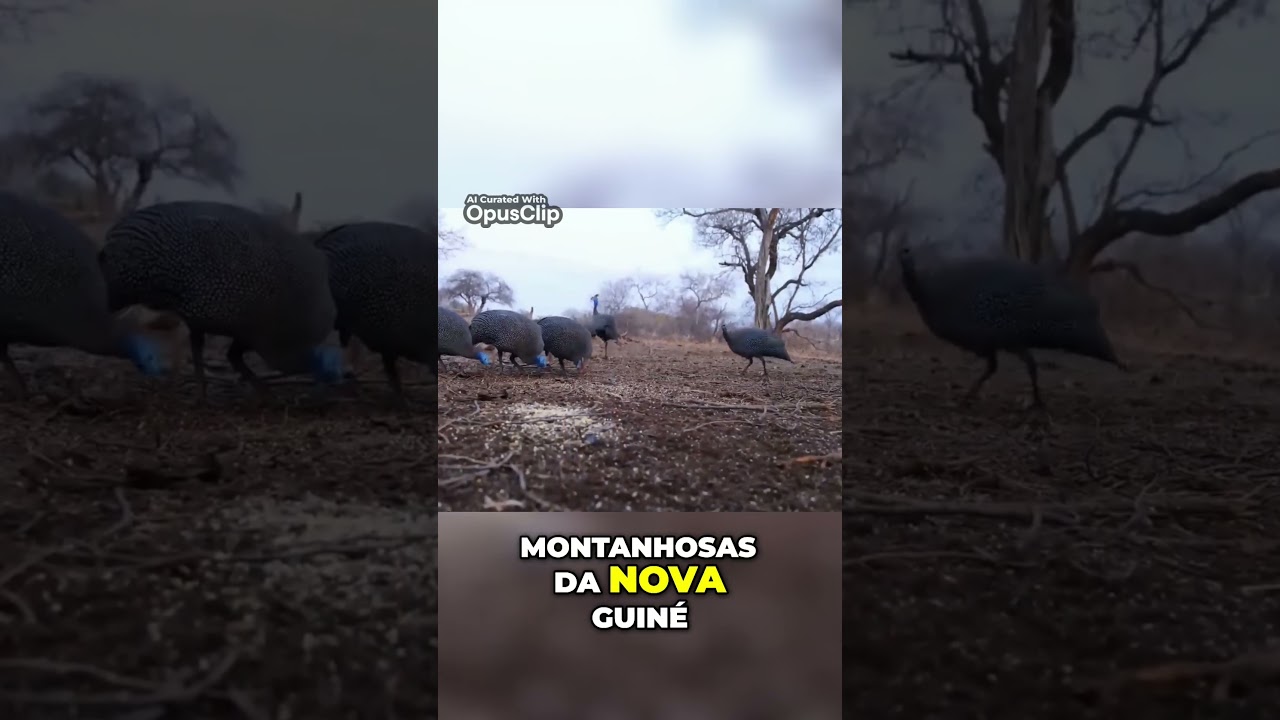 Casuar anão  Descobrindo a menor espécie de casuar na nova Guiné