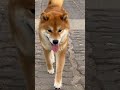 Nooo too hot #dog #pets #dogshorts #viral #funny #pet #shibainu #shorts