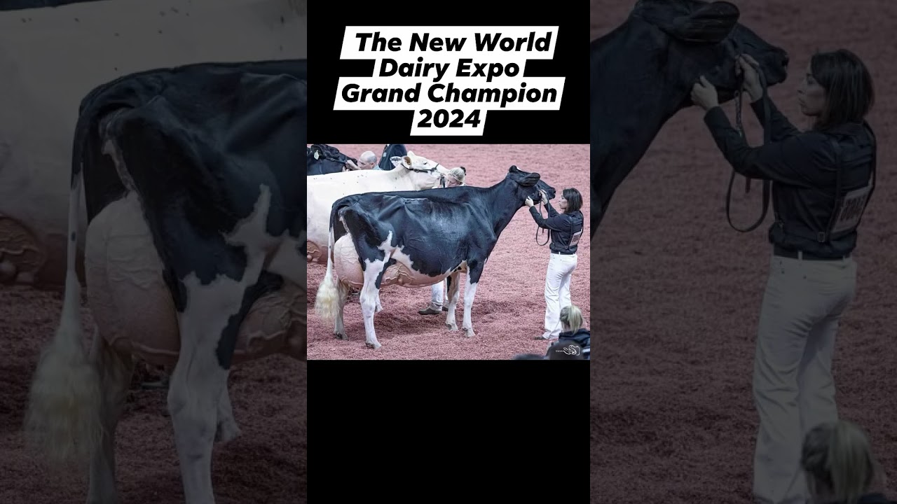 The new World Dairy Expo Grand Champion and 1st 4-yr-old Jeffrey-Way Hard Rock Twigs 