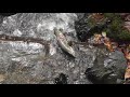 Salmon swimming up creek in carkeek park seattle