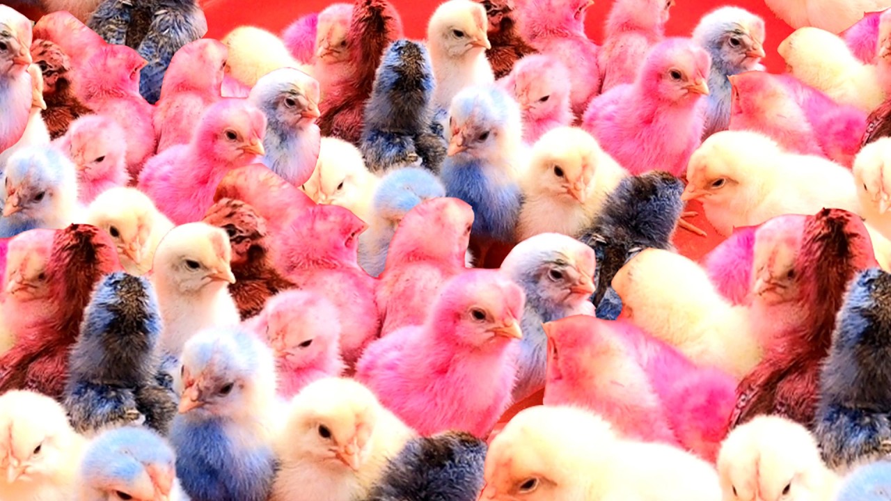 Top 10 Video Catch Animal, Cute Duck, Colorful Chickens, Rainbow Chickens, Animal Care 💕💜💚💦💙