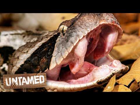 Gaboon Vipers Are Built To Strike In A Split-Second | Speed Kills