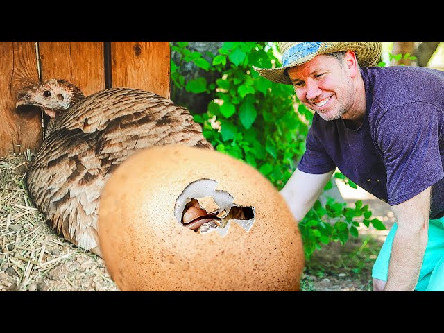 We found the ✨PERFECT hatching EGGS✨ to sneak under our TURKEY! class=