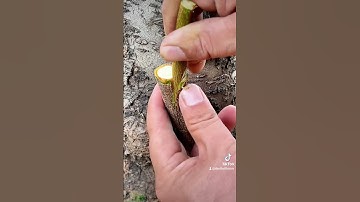 Kỹ thuật ghép cải tạo cây đào ăn quả