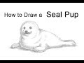 How to Draw a Harp Seal Pup