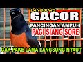 MURAI BATU BAHAN JUARA TERKEJUT KETIKA MENDENGAR PANCINGAN INI...LANGSUNG NYAUT!!!