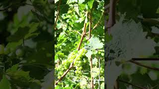 Defoliation Shortly Before The Grape Harvest To Protect The Valuable Grapes From Fungal Disease