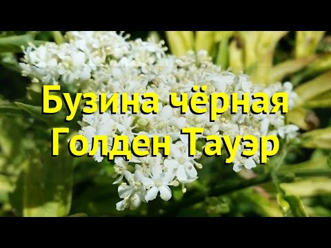 Бузина черная Голден Тауэр. Краткий обзор, описание характеристик sambucus nigra Golden Tower