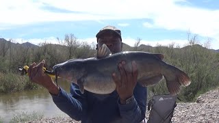 HUGE 12 POUND CATFISH. (new personal best)