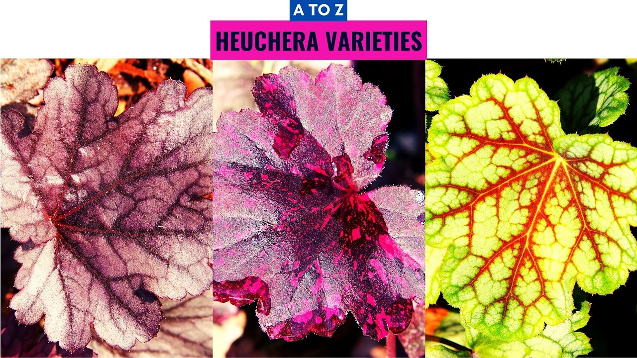 Heuchera Varieties A to Z YouTube