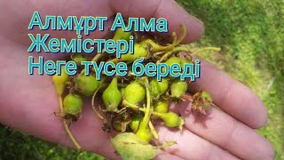 Алмұрт Алма жемістерін түсірмеу ұшын осылай жасаңыз😲☝️👍👍.Мол жеміс алудың жолдары