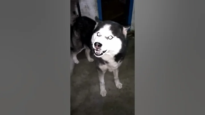 Angry Siberian husky attack - DayDayNews