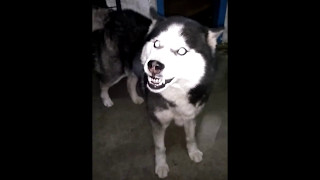 Angry Siberian Husky Attack