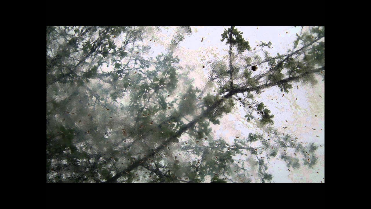 The Last One - James Newton Chadwick