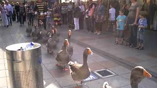 Funny Cute Geese Parade In Veldhoven
