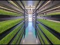 Growing Fodder in an Indoor Hydroponic Farm