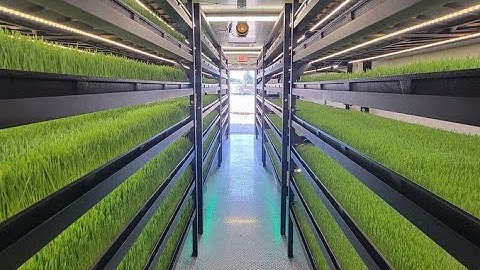 Growing Fodder in an Indoor Hydroponic Farm