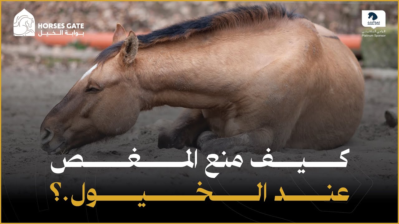 كيفية منع المغص عند الخيول ؟ إليك 8 نصائح مفيدة 2024