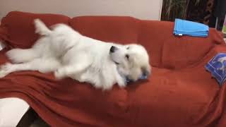 スリスリするアラン greatpyrenees グレートピレニーズ