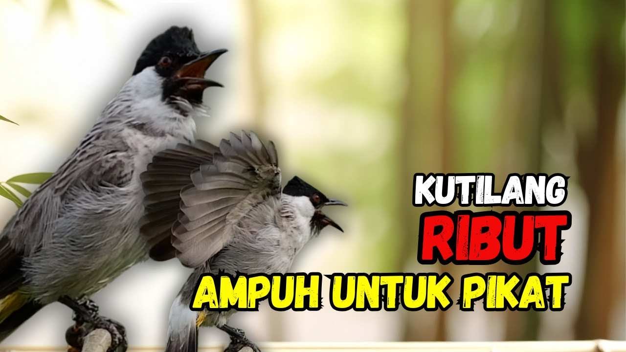 Suara Burung Kutilang Gacor Ribut Ampuh Untuk Pancingan Pikat