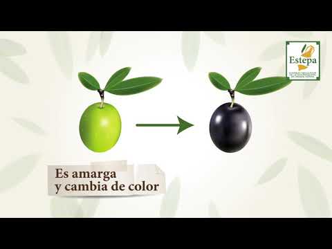 Video: ¿Quién creó el olivo?