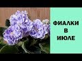 Цветущие фиалки и стрептокарпусы в июле