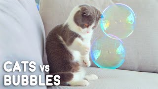 Cats vs Bubbles