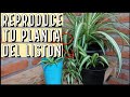 EL LISTON LA PLANTA MAS FACIL DE REPRODUCIR | Paso a Paso