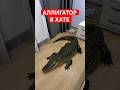 Аллигатор в хате #юмор #рекомендации #прикол