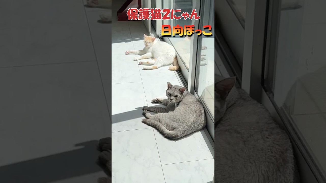 【保護猫😺の日向ぼっこ】暖かい春の陽ざしの中で心地よさそうにしている保護猫２にゃん。過酷なお外生活を忘れて、今はお家でまったり暮らしています。このまま幸せな時間が長く続きますように🙏　#short