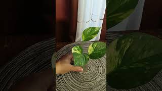Pothos plant propagation #plants #gardening