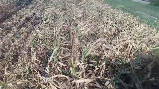 VID 20200901 150725