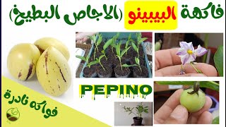 تعرف على فاكهة البيبينو, الإجاص البطيخ Pepino فاكهة جديدة سهلة الزراعة كثيرة الفوائد.