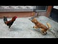 Ayam Vs Anjing