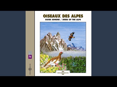 Pipit Sponcelle Water Pipit 