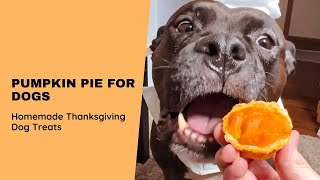 Pumpkin Pie for Dogs 🥧 Homemade DIY Thanksgiving Dog Treats