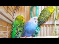 3 Hr Cute Parakeets Chirping Playing Eating, Happy Budgies Chirping. Reduce Stress of lonely Birds