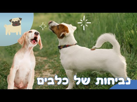 וִידֵאוֹ: נביחות וקולניות מוגזמות של כלבים