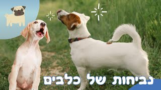 נביחות של כלב 🐕 כלב נובח כלבים חמודים נובחים 🐶 קולות נביחות של כלבים