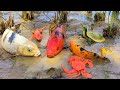 Catch koi ornamental fish in the fields, sea animal toys, lobster, crab, turtle - Part293
