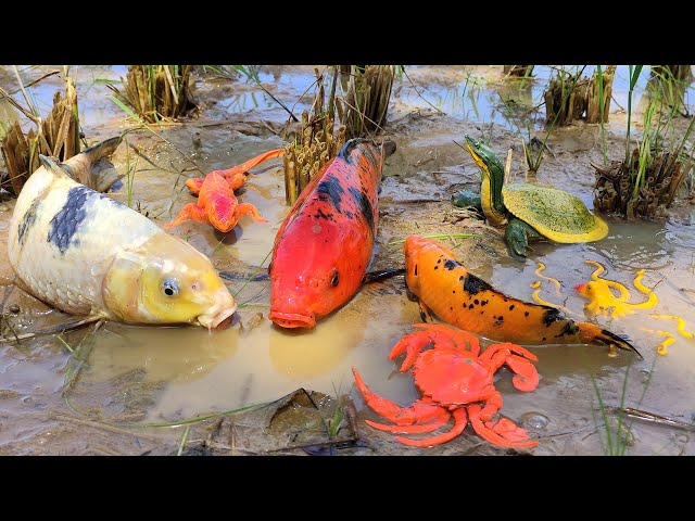 Catch koi ornamental fish in the fields, sea animal toys, lobster, crab, turtle - Part293 class=