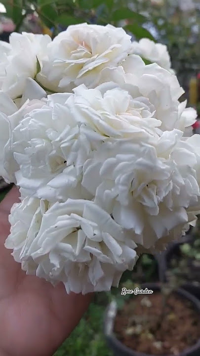 Gemessss....si Putih Cantik nan mudah perawatannya #mawar #bungamawar #rose #bungarose #rosegarden