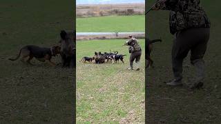 🐗 Эпическая охота на кабана | Захватывающие моменты и точные выстрелы#охота #кабан #охотанакабана