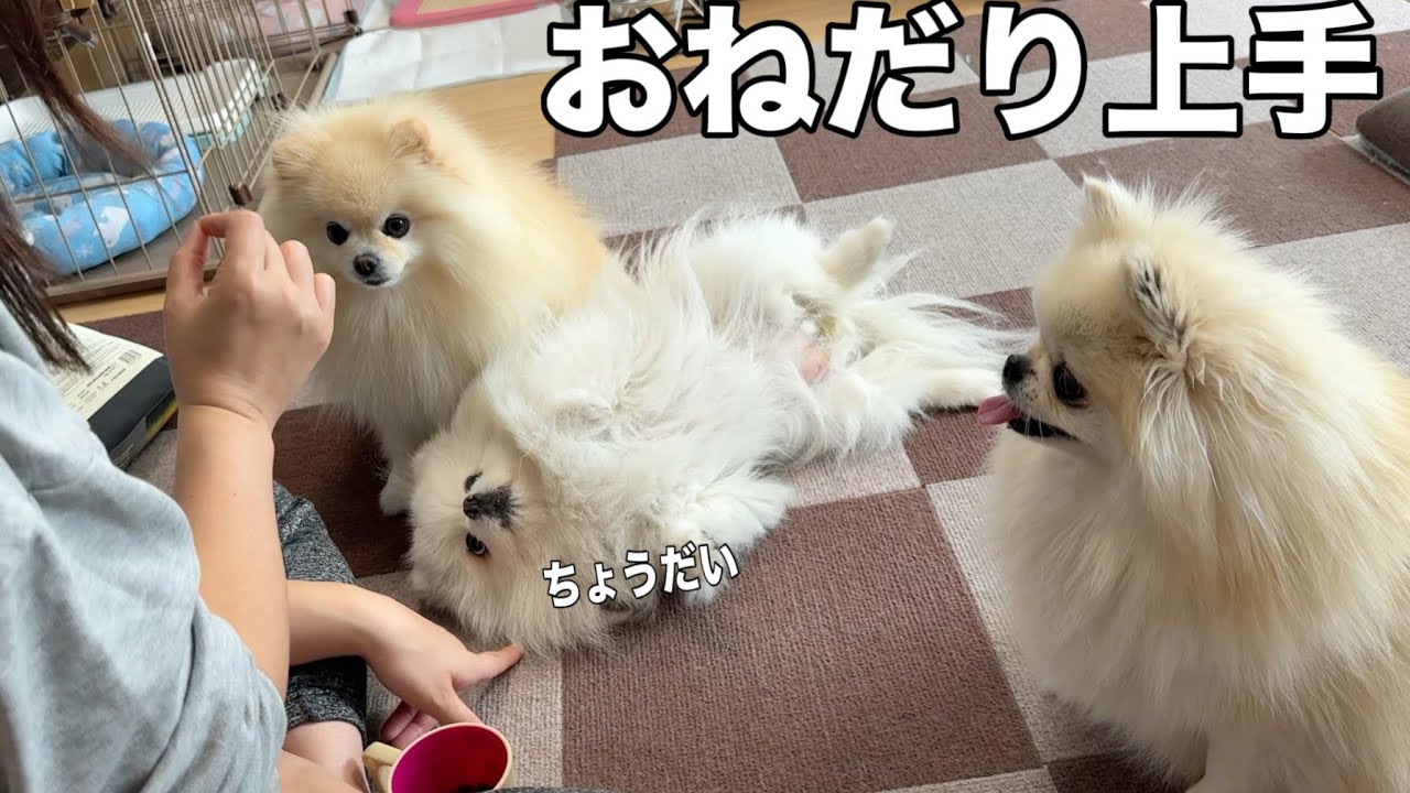 A Pomeranian showing off a very cute begging pose - YouTube