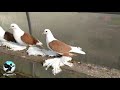 Северокавказские бойные космачи  saddle Tumbler седельный голубь