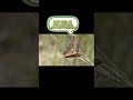 The Scorpionfly: Not a Scorpion, Not a Fly #scorpionfly#insects#nature#wildlife#entomology