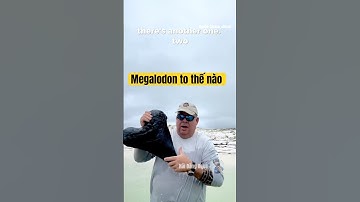 Megalodon to cỡ nào. #hải_đăng_aqua #shark #haidangaqua #megalodon #megalodonteeth