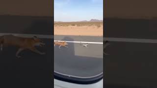 Fox vs bird — who wins this runway race? 🦊🐦 #wildlife #shorts