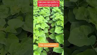 Для чого регулятор?