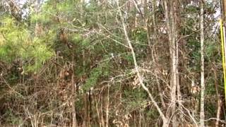 Homes for Sale - 0 Crescent Drive Dothan AL 36303 - Millie Miller